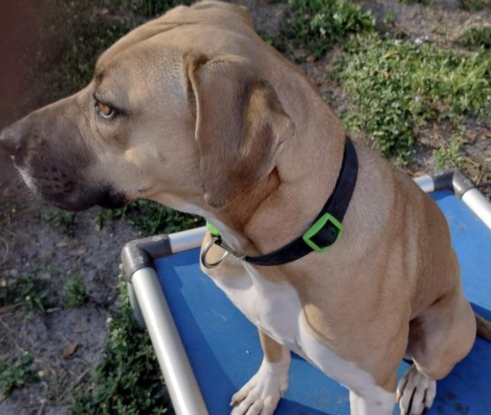 Cowboy, a Adoptable mixed breed in North Fort Myers, FL image 6/6