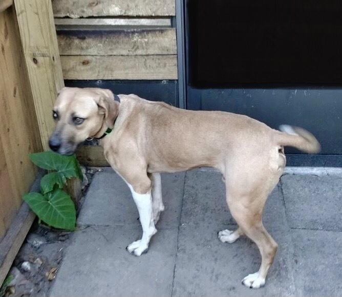 Cowboy, a Adoptable mixed breed in North Fort Myers, FL image 2/6
