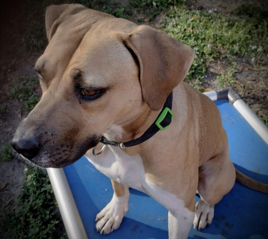 Cowboy, a Adoptable mixed breed in North Fort Myers, FL image 4/6