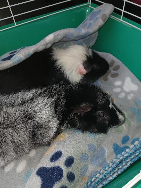 Panda and Bear, Adoptable, Adult Male Short-Haired.