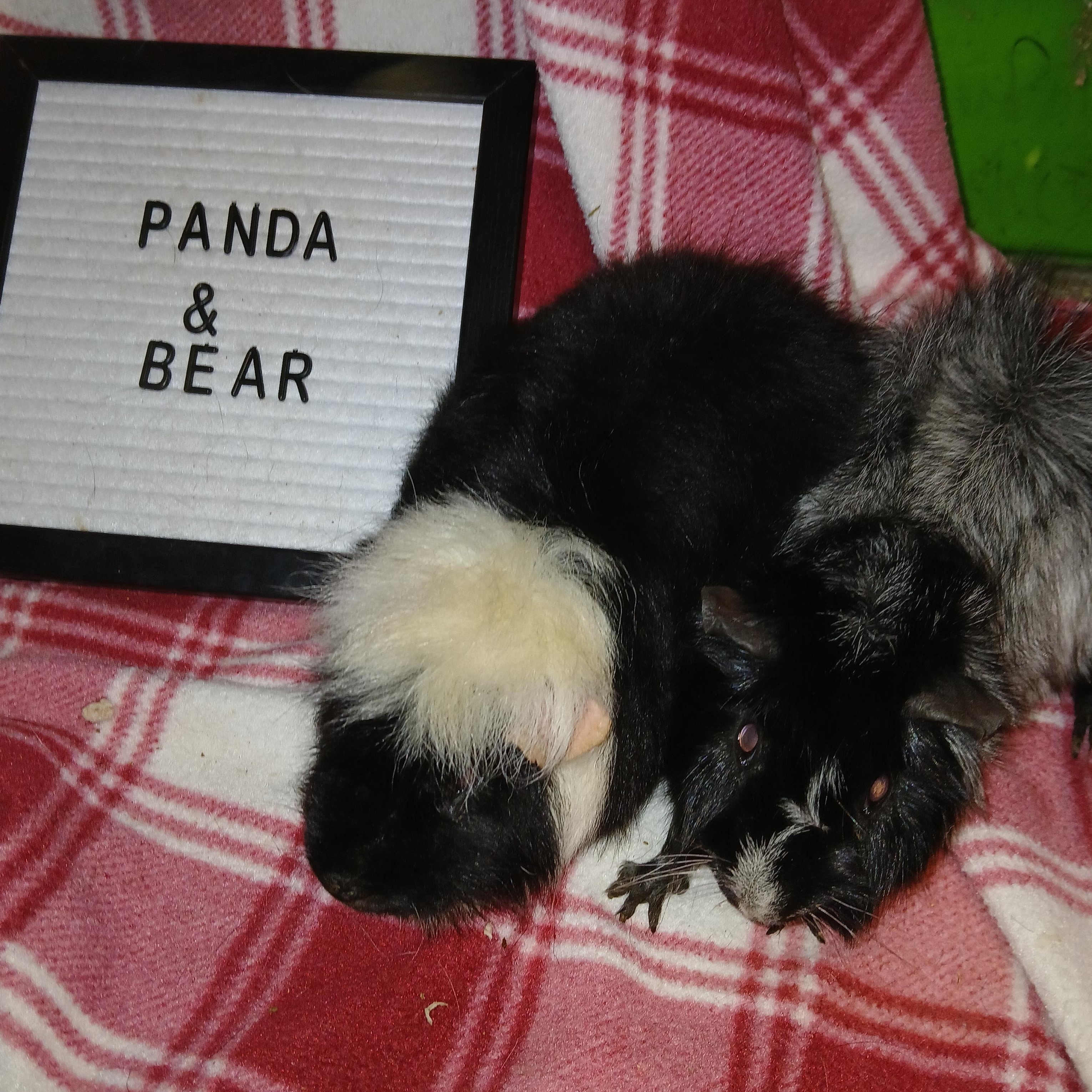 Enlarge Panda and Bear, a Adoptable Short-Haired in Dearborn, MO image 4/5
