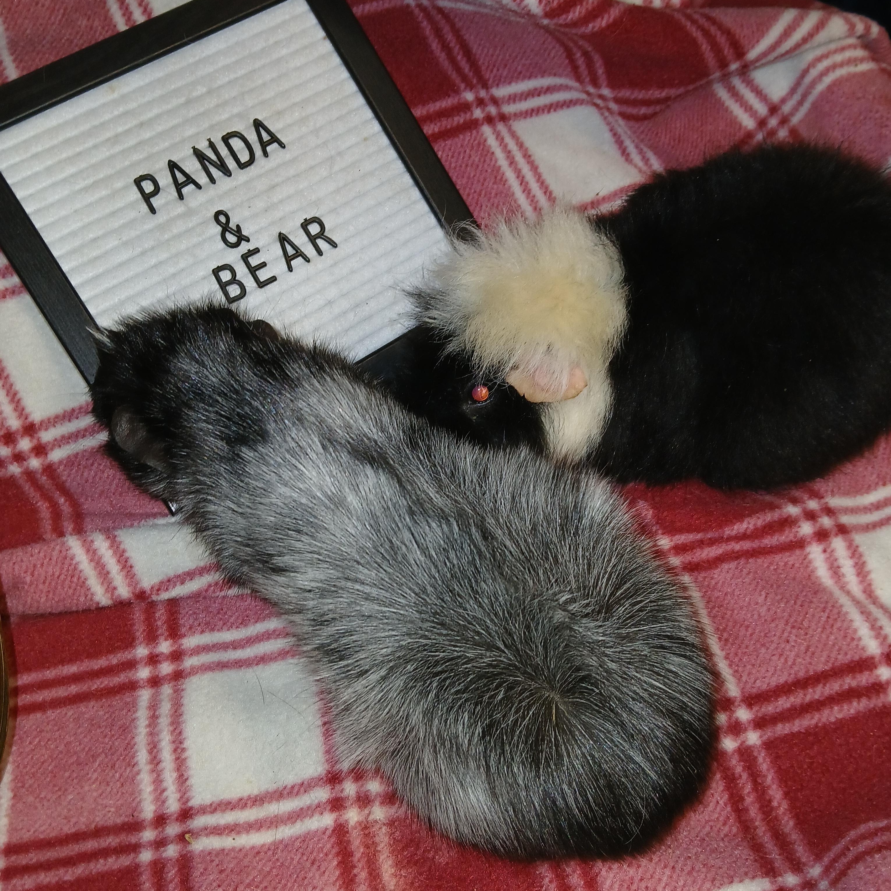 Panda and Bear, Adoptable, Adult Male Short-Haired.