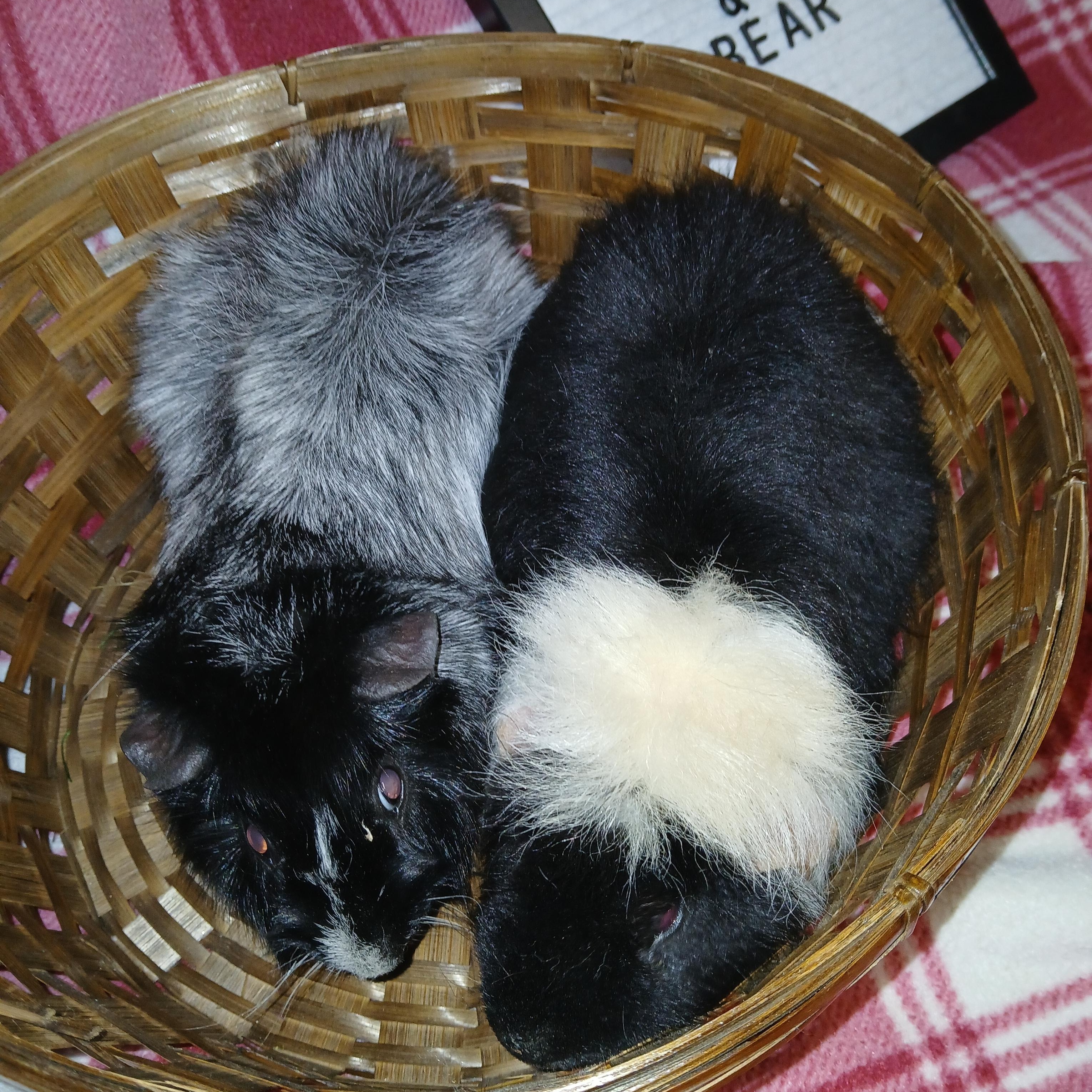 Enlarge Panda and Bear, a Adoptable Short-Haired in Dearborn, MO image 3/5