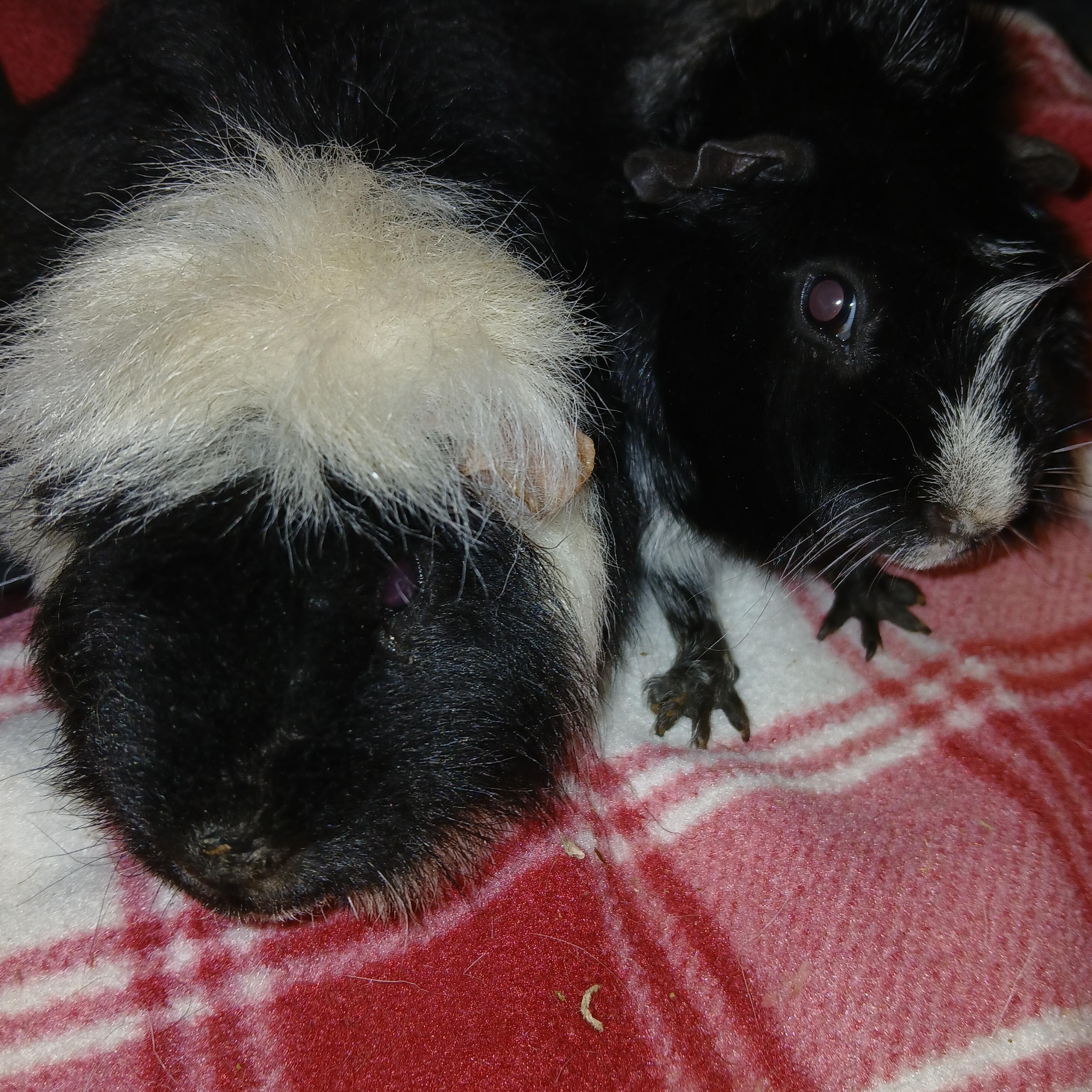 Enlarge Panda and Bear, a Adoptable Short-Haired in Dearborn, MO image 5/5