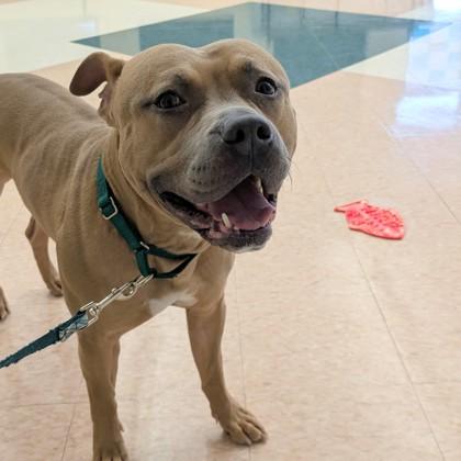 Sir, Adoptable, Adult Male Pit Bull Terrier & Mixed Breed.