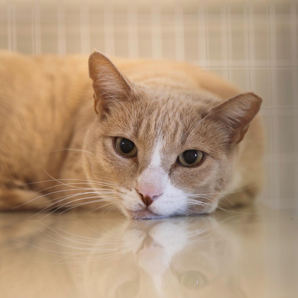 Sandman, Adoptable, Adult Male Domestic Short Hair.