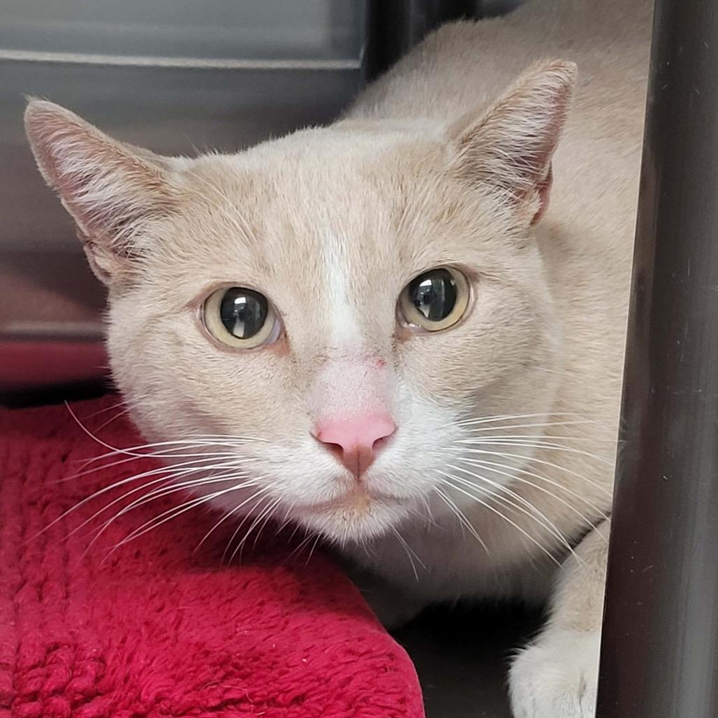 Sandman, Adoptable, Adult Male Domestic Short Hair.