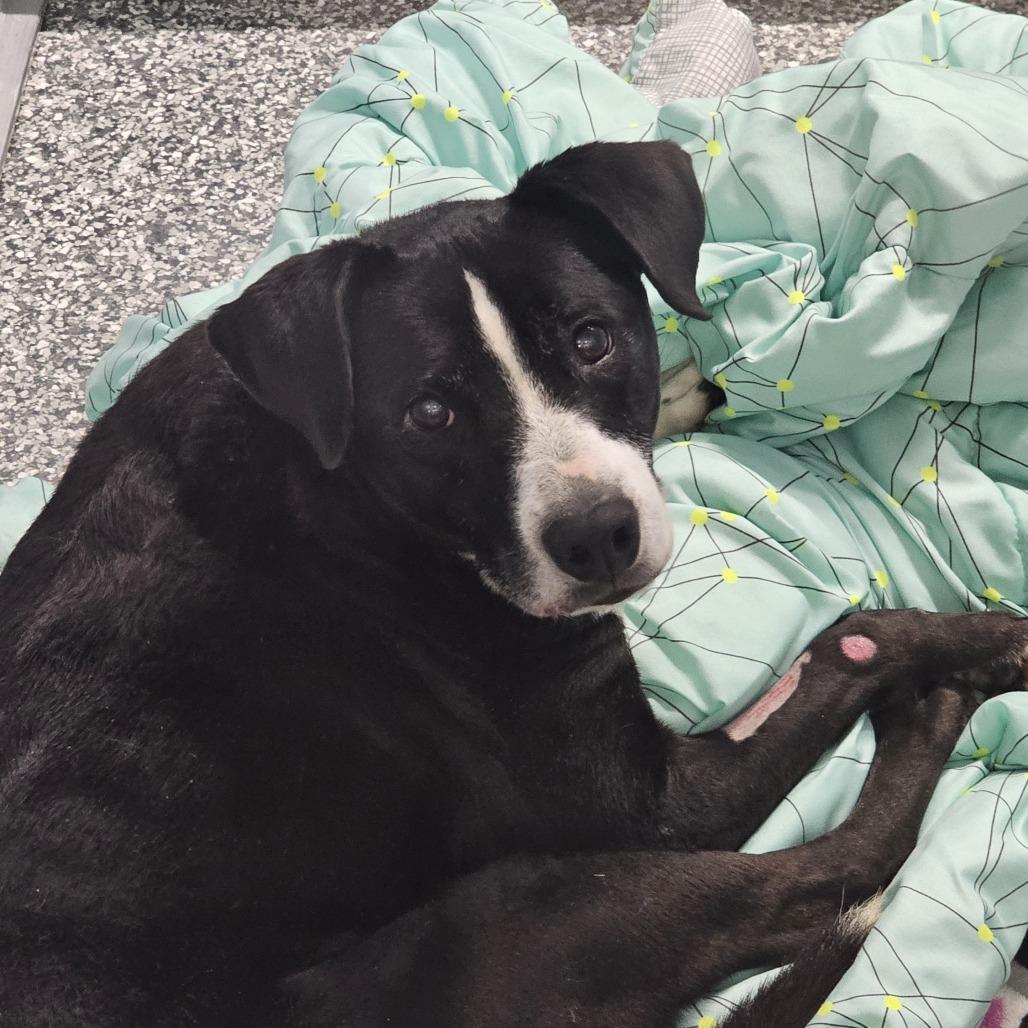 Duchess, Adoptable, Senior Female Mixed Breed.