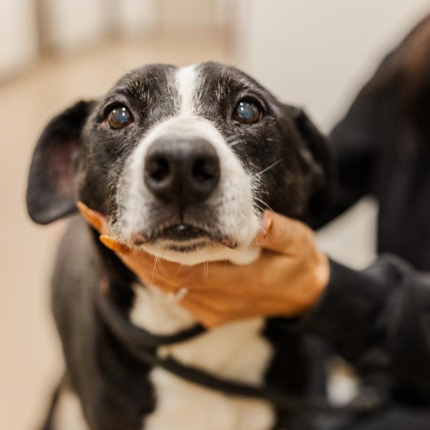 Enlarge Duchess, a Adoptable Mixed Breed in Nashville, TN image 2/3