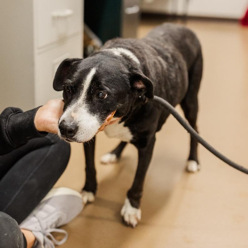 Enlarge Duchess, a Adoptable Mixed Breed in Nashville, TN image 3/3