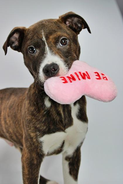 Grover — thumbnail 2