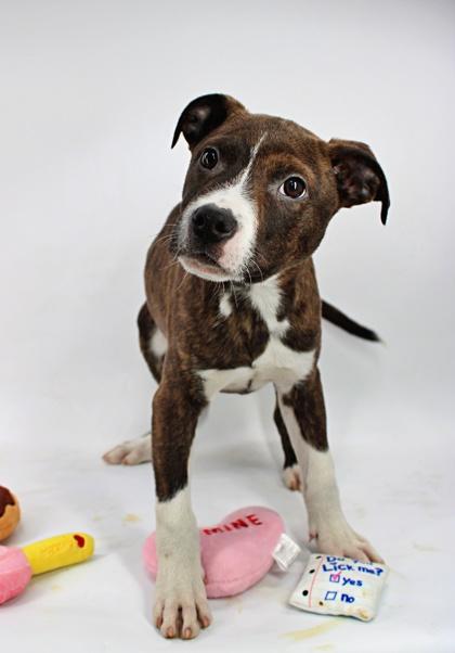 Grover — thumbnail 3