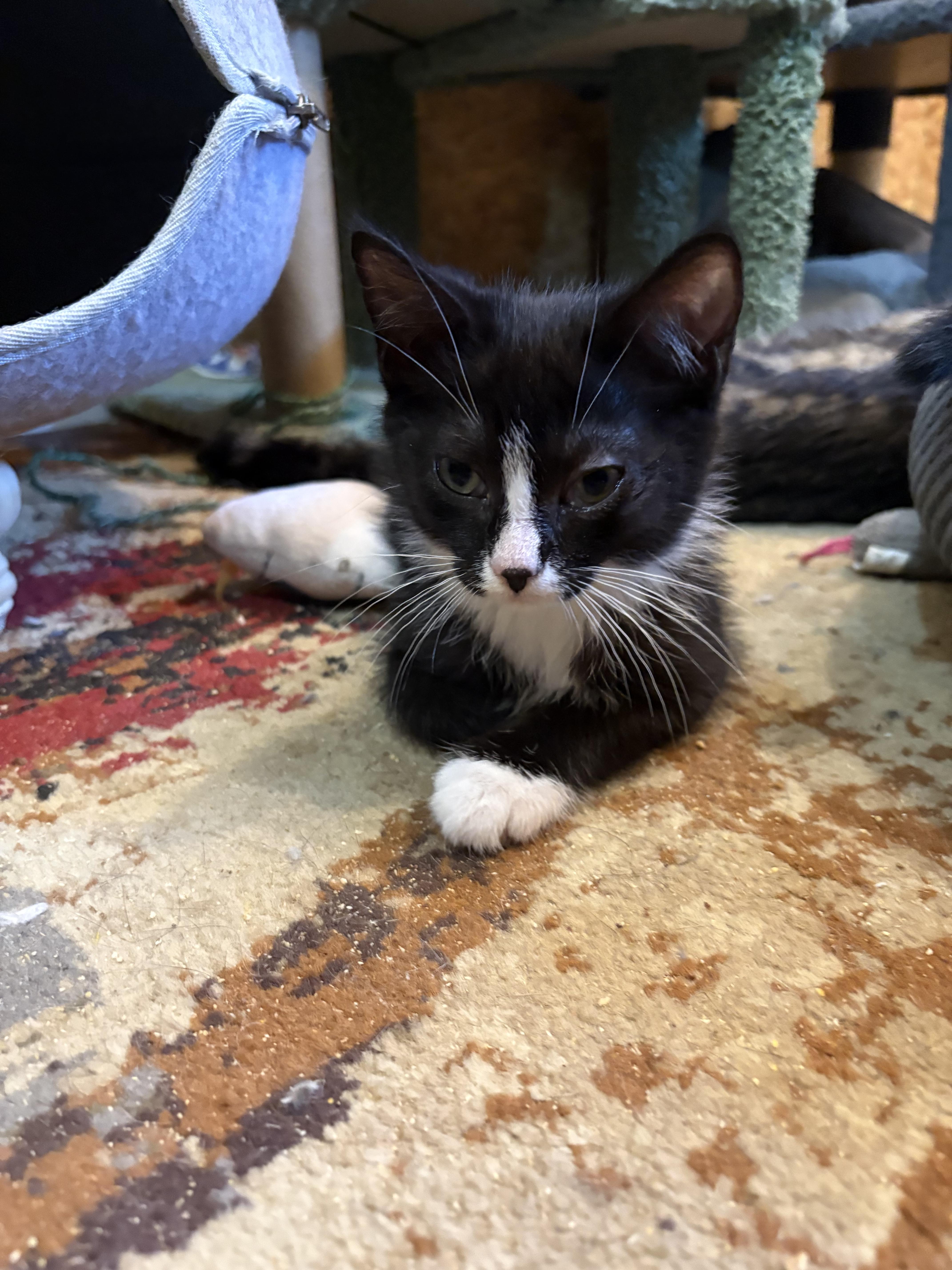 Caramel, Adoptable, Kitten Male Domestic Long Hair.