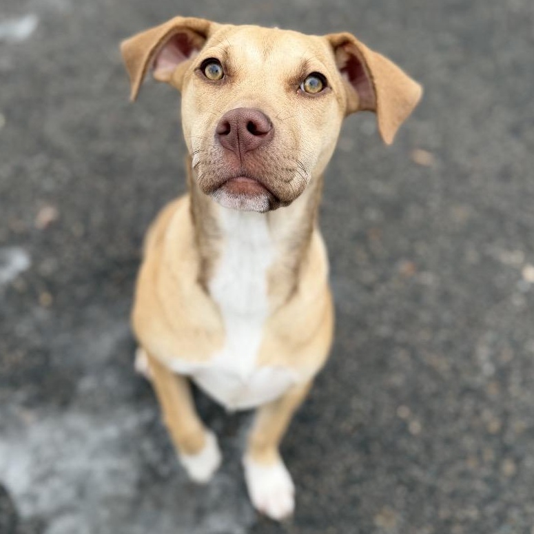 Enlarge RAMONA, a Adoptable mixed breed in Cranston, RI image 2/3