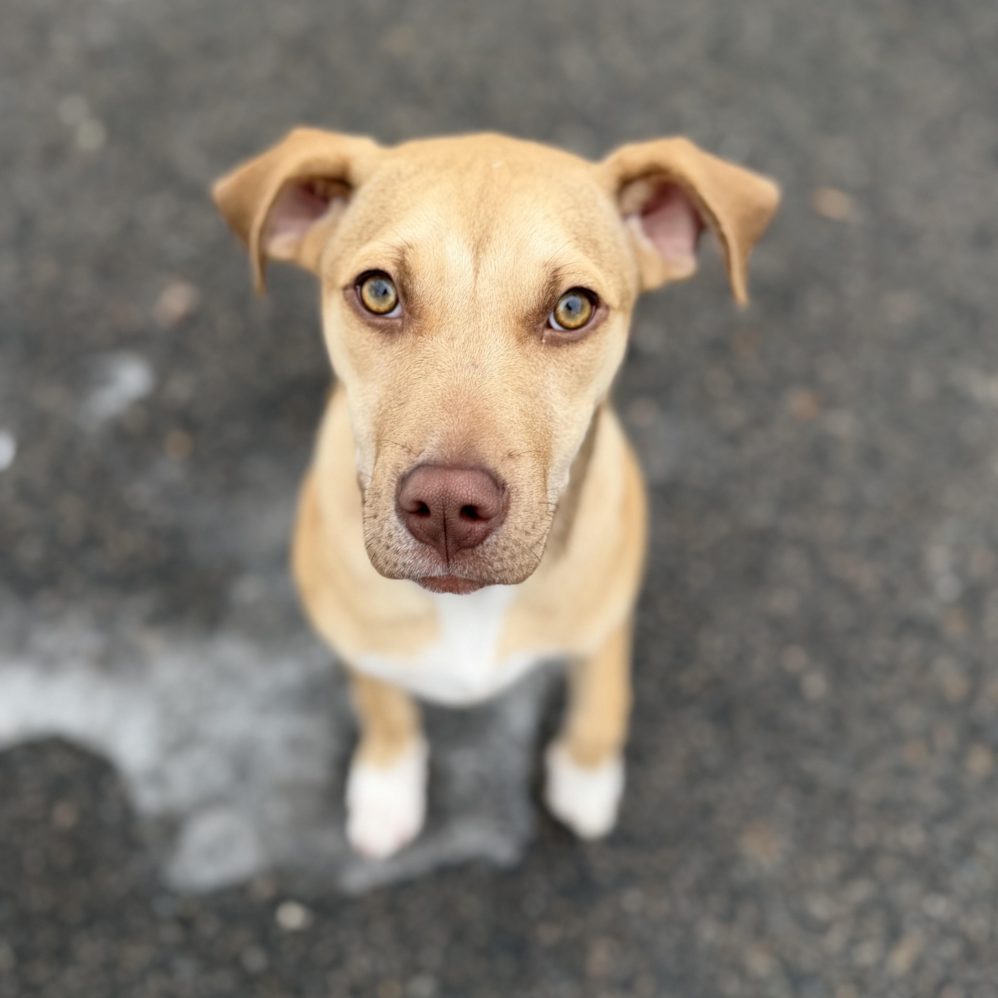 Enlarge RAMONA, a Adoptable mixed breed in Cranston, RI image 3/3