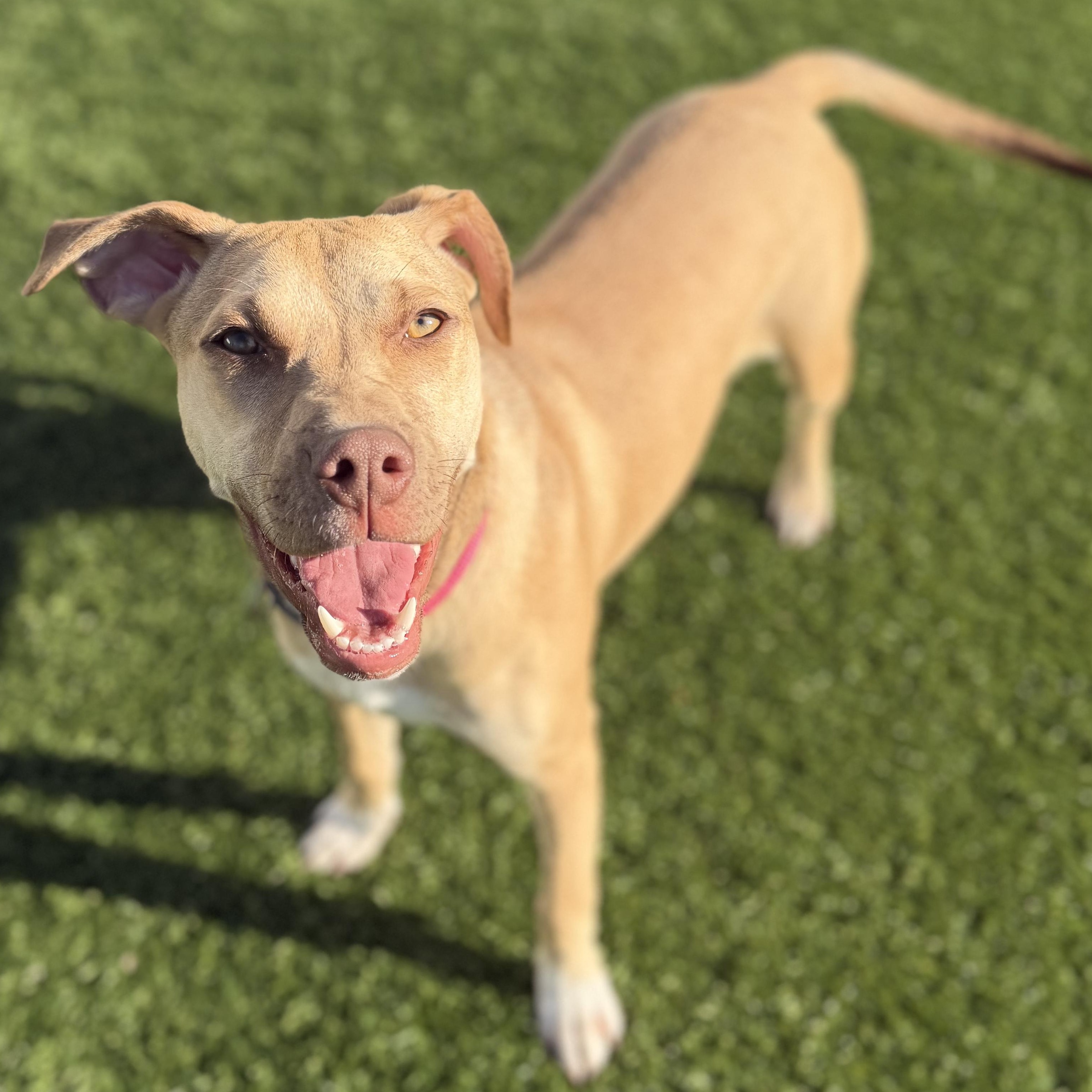 RAMONA, Adoptable, Young Female Mixed Breed.