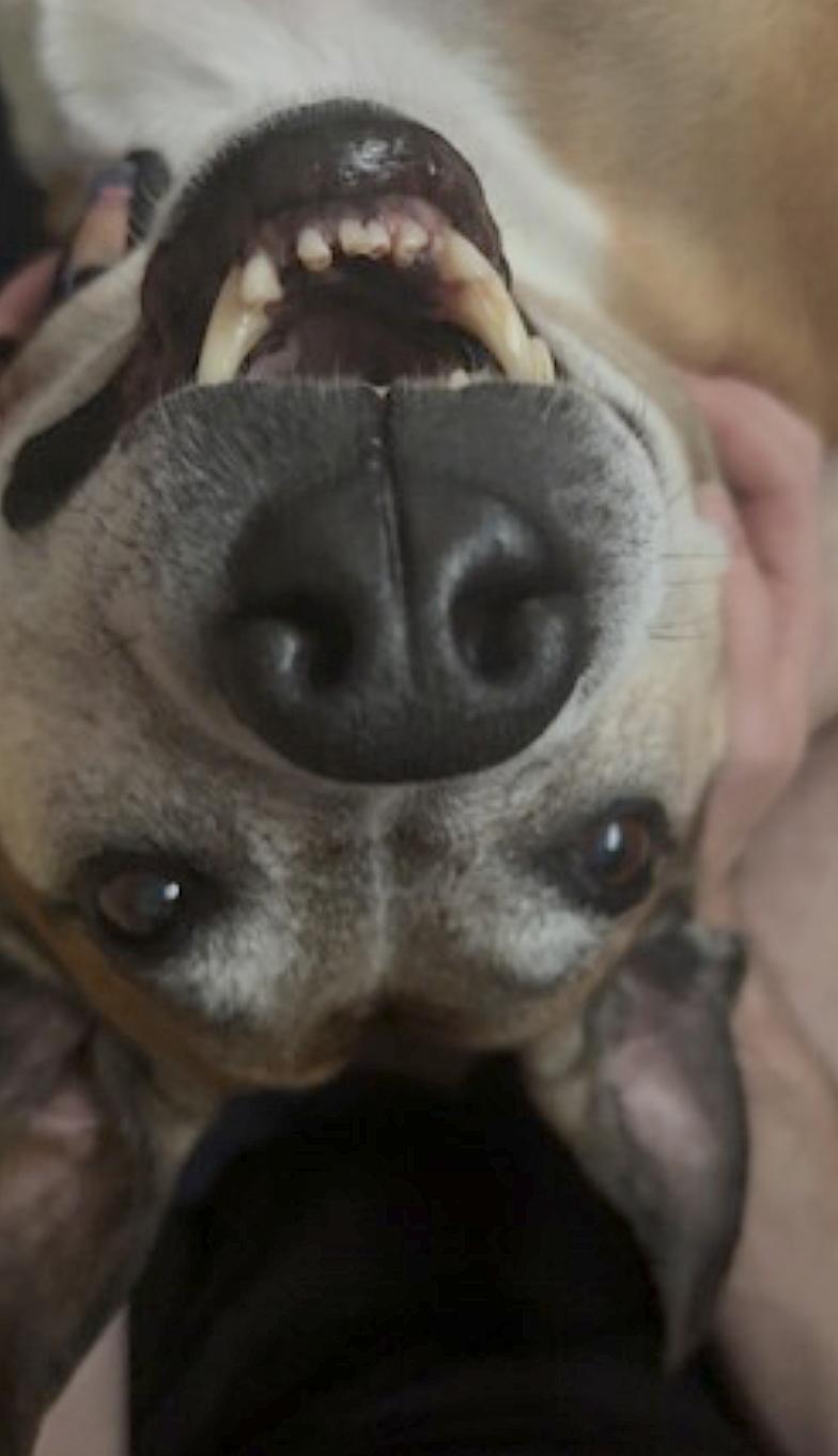 Fenrir — thumbnail 2