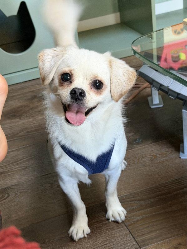 Sidecar, Adopted, Young Male Pekingese & Chihuahua.