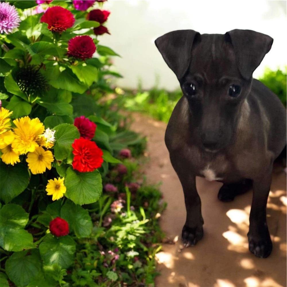 Enlarge Fern, a Adoptable mixed breed in San Francisco, CA image 1/1