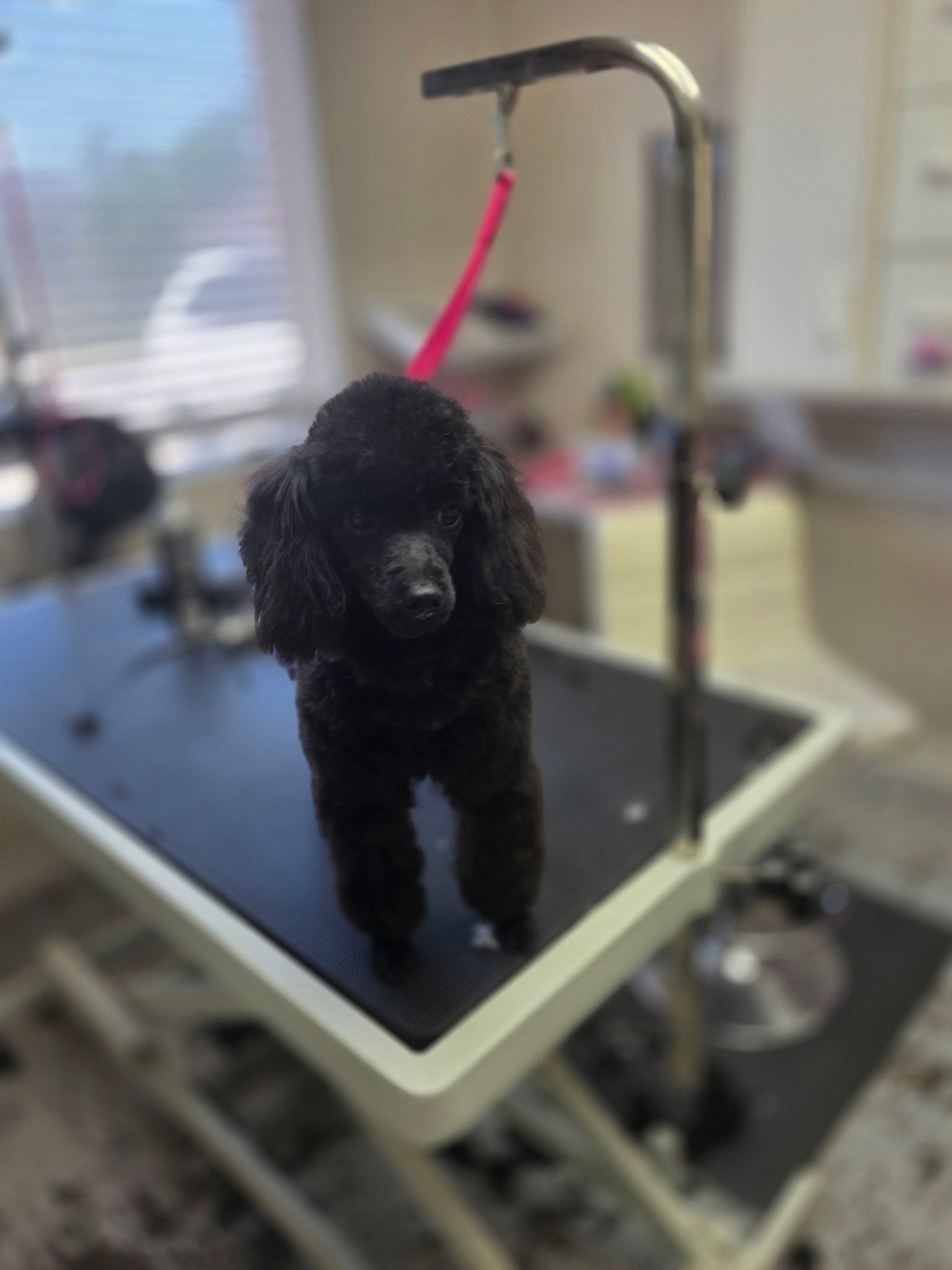 Hopper, ADOPTABLE, Puppy Male Poodle.