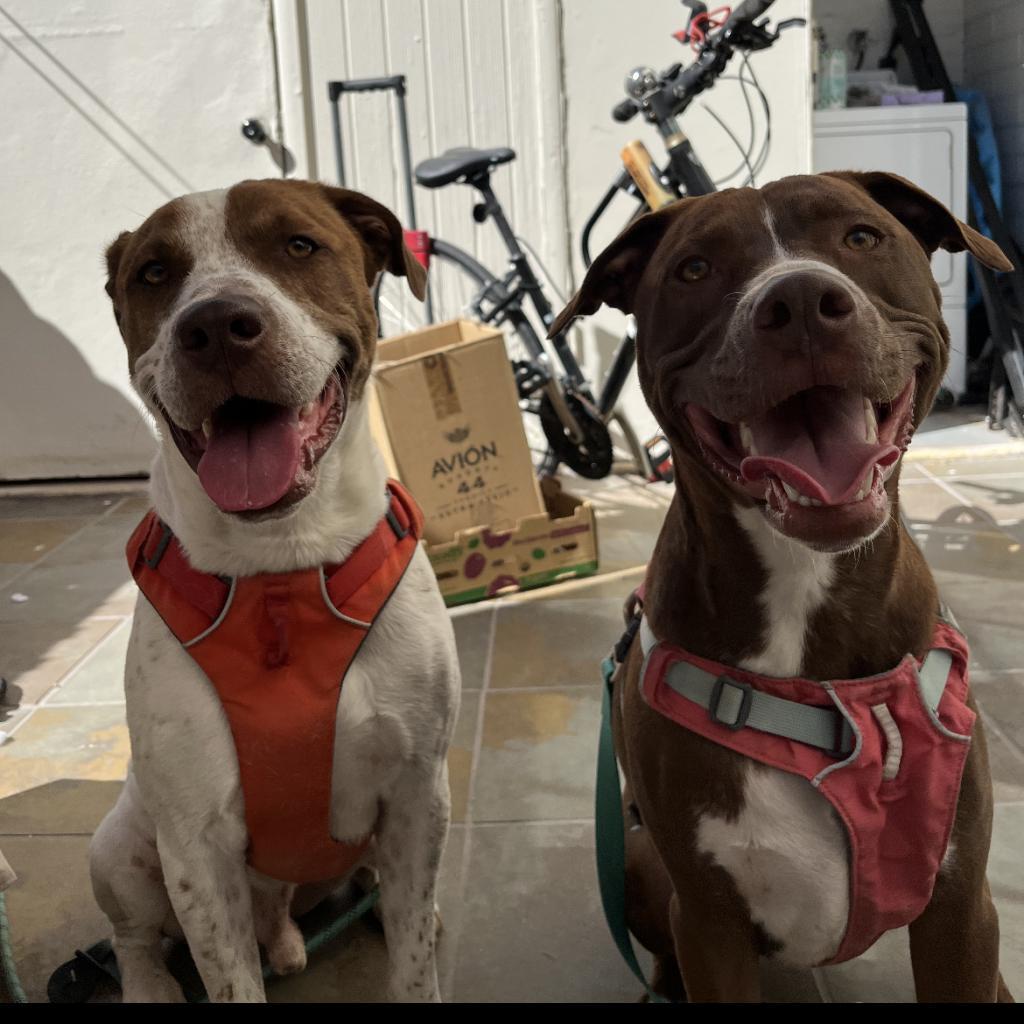 Trip, Adoptable, Adult Male English Pointer & Cattle Dog.