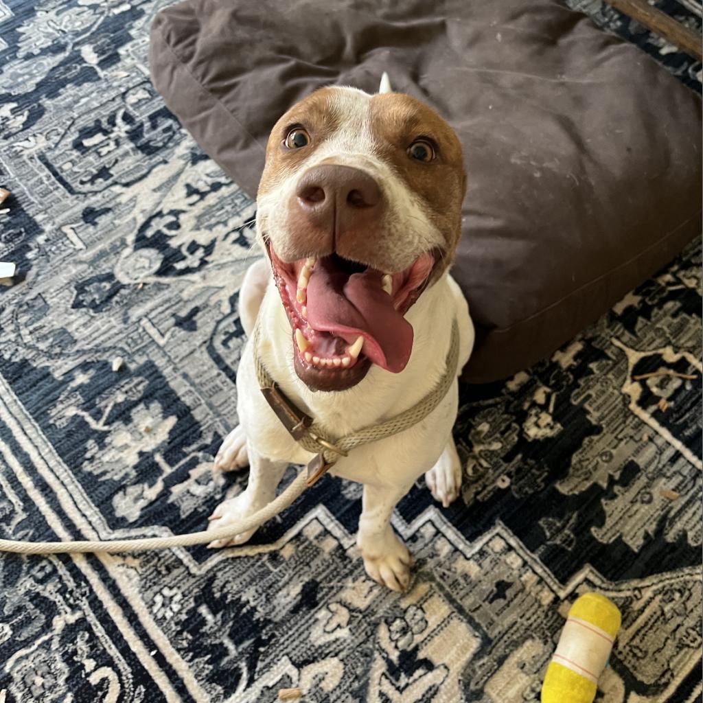 Enlarge Trip, a Adoptable mixed breed in Marana, AZ image 2/6