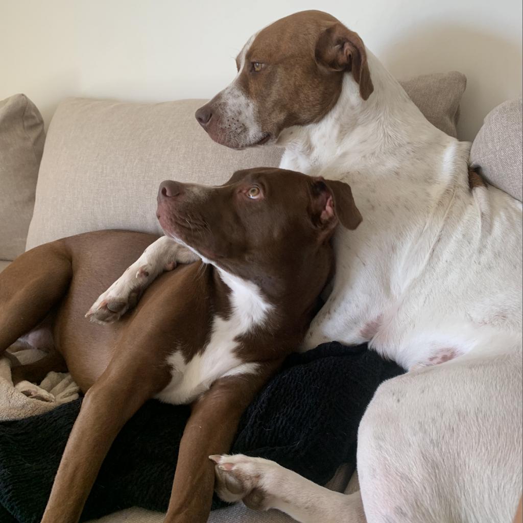 Enlarge Trip, a Adoptable mixed breed in Marana, AZ image 3/6