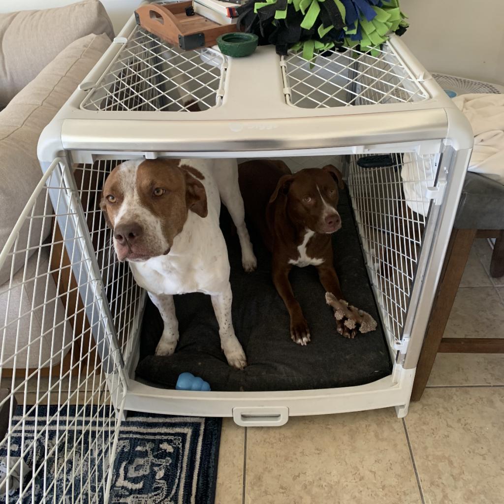 Enlarge Trip, a Adoptable mixed breed in Marana, AZ image 4/6