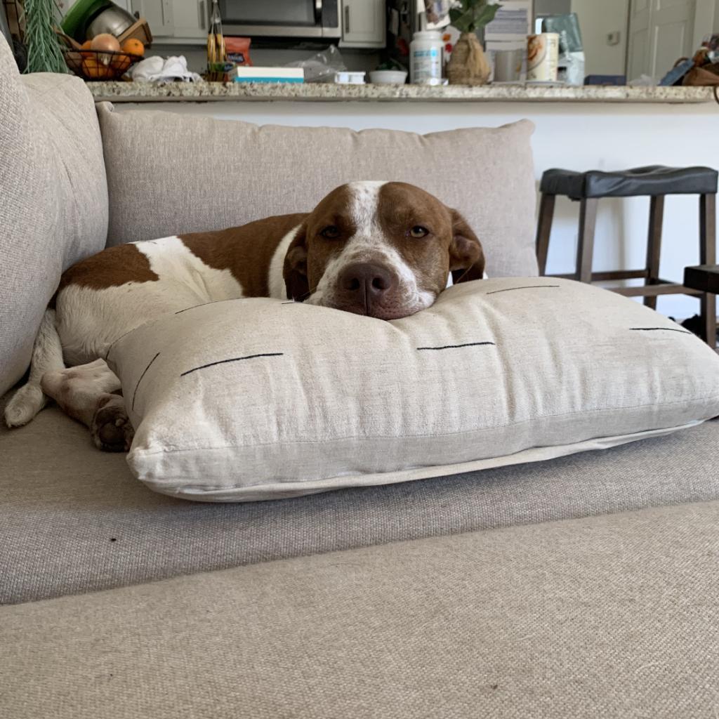 Enlarge Trip, a Adoptable mixed breed in Marana, AZ image 5/6