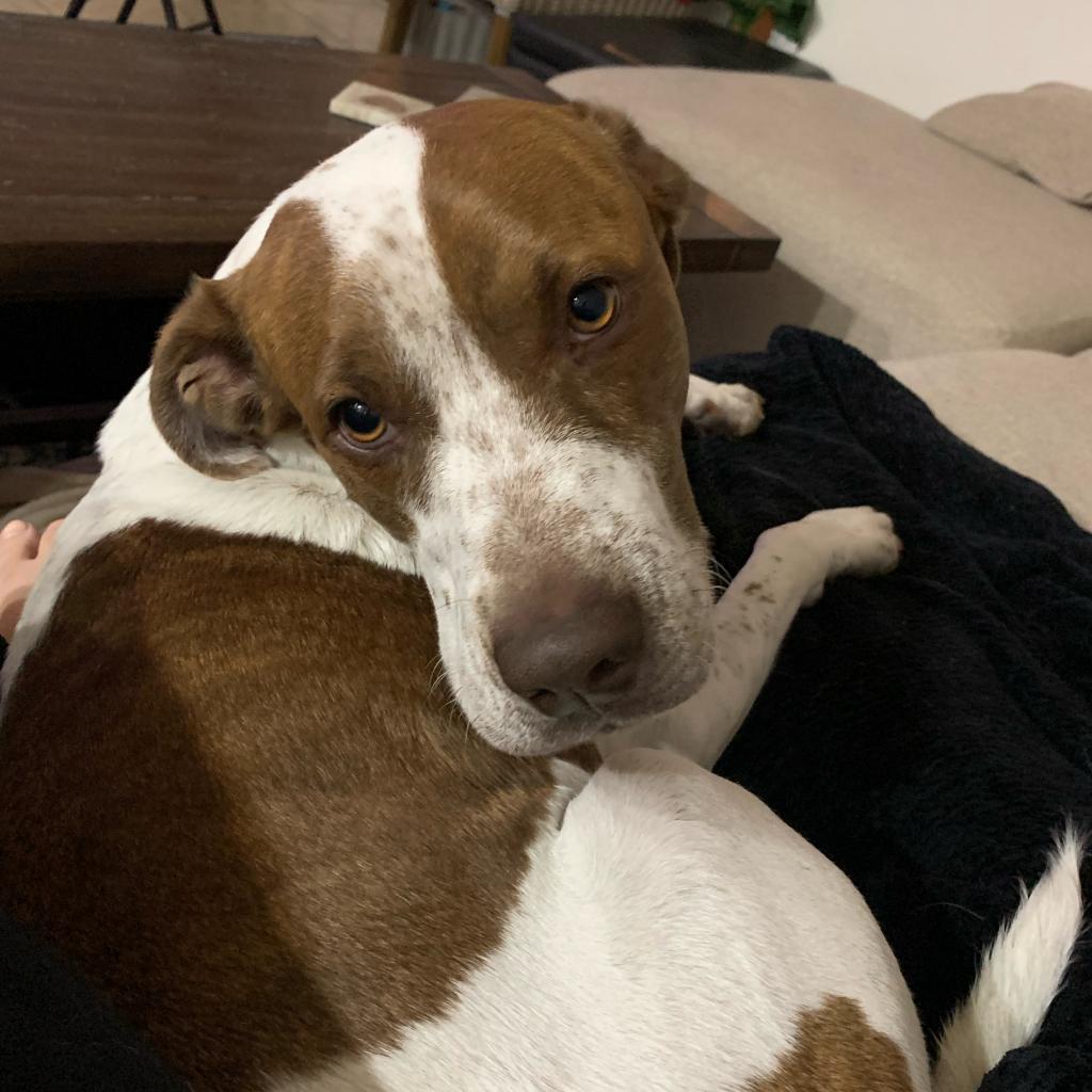 Enlarge Trip, a Adoptable mixed breed in Marana, AZ image 6/6