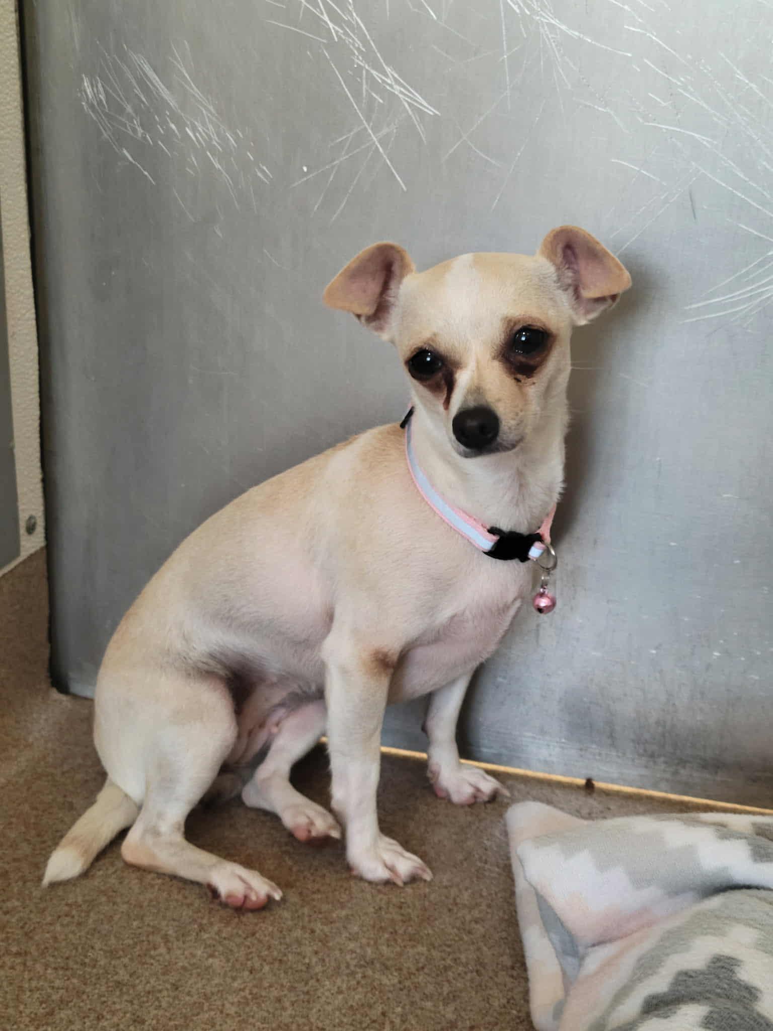 Snowball thumbnail 2