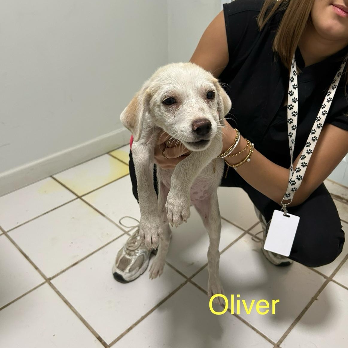 Oliver