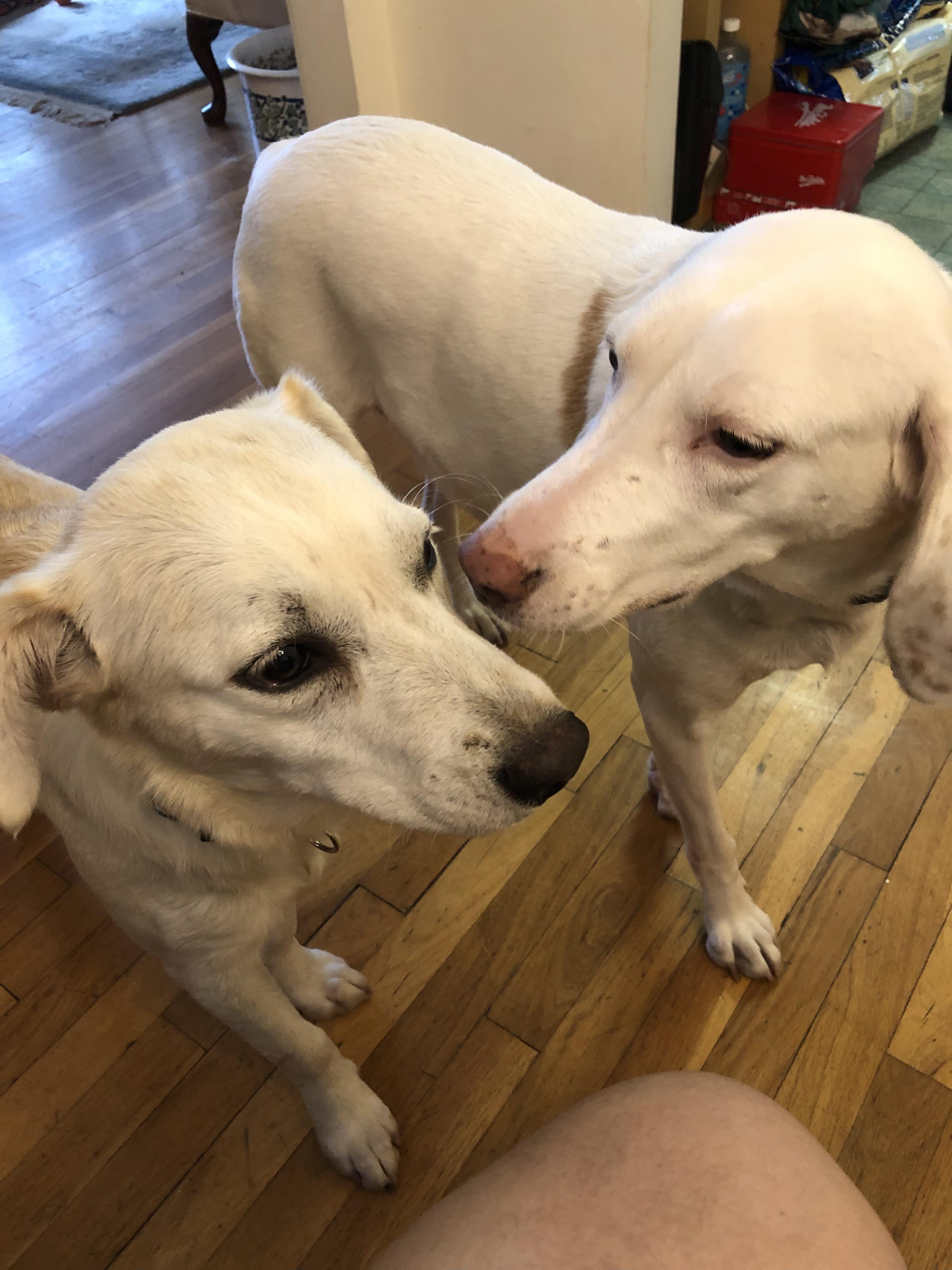 Enlarge Oliver, an adoption pending mixed breed in Middletown, NY image 2/6