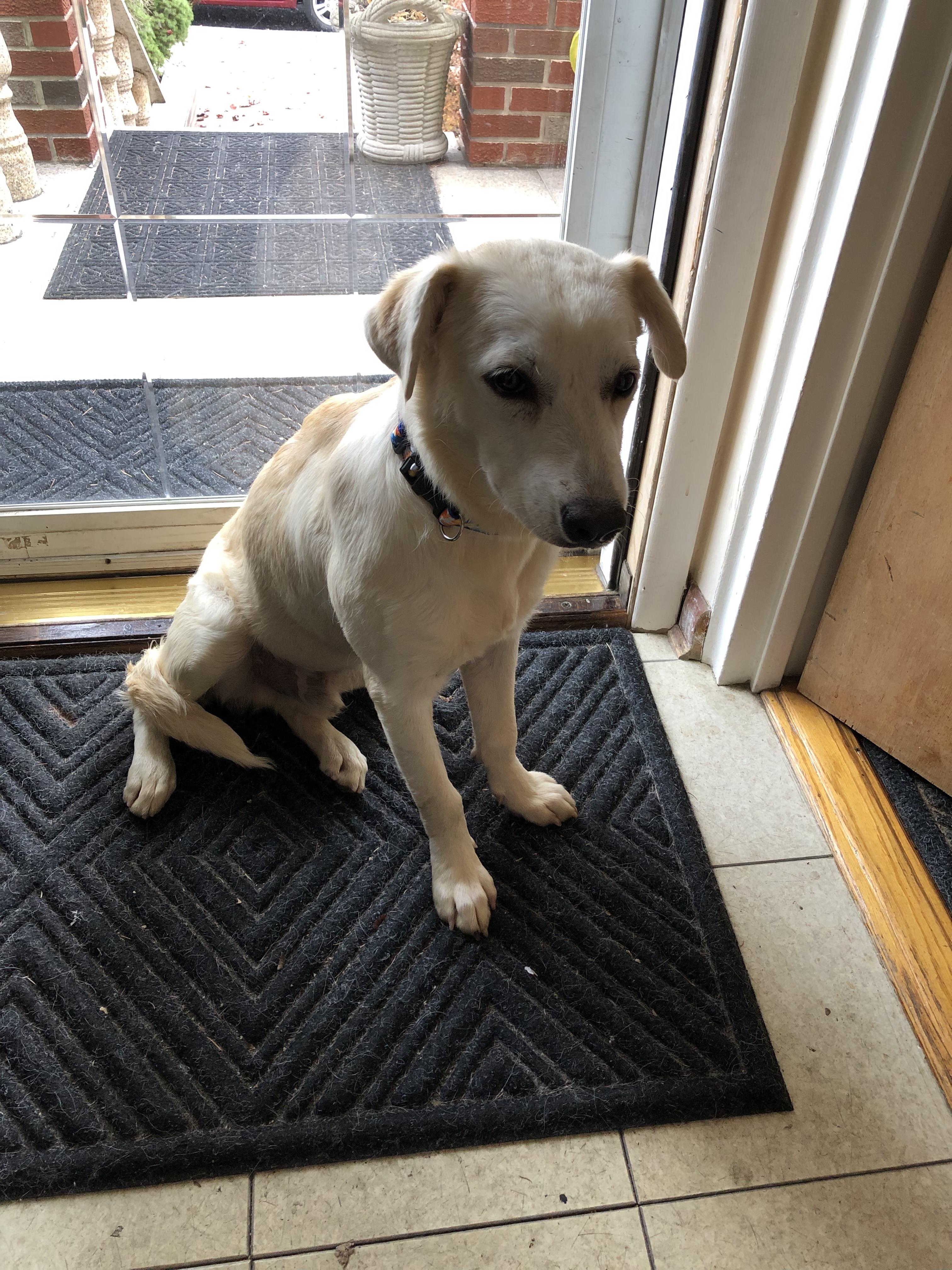 Enlarge Oliver, an adoption pending mixed breed in Middletown, NY image 3/6