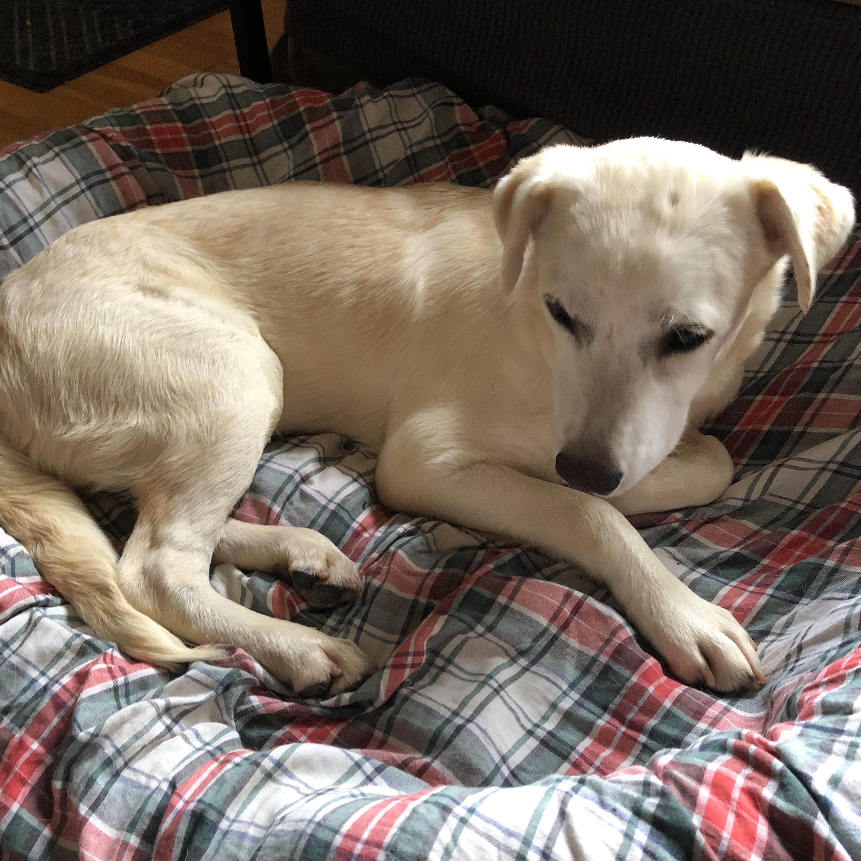 Enlarge Oliver, an adoption pending mixed breed in Middletown, NY image 1/6