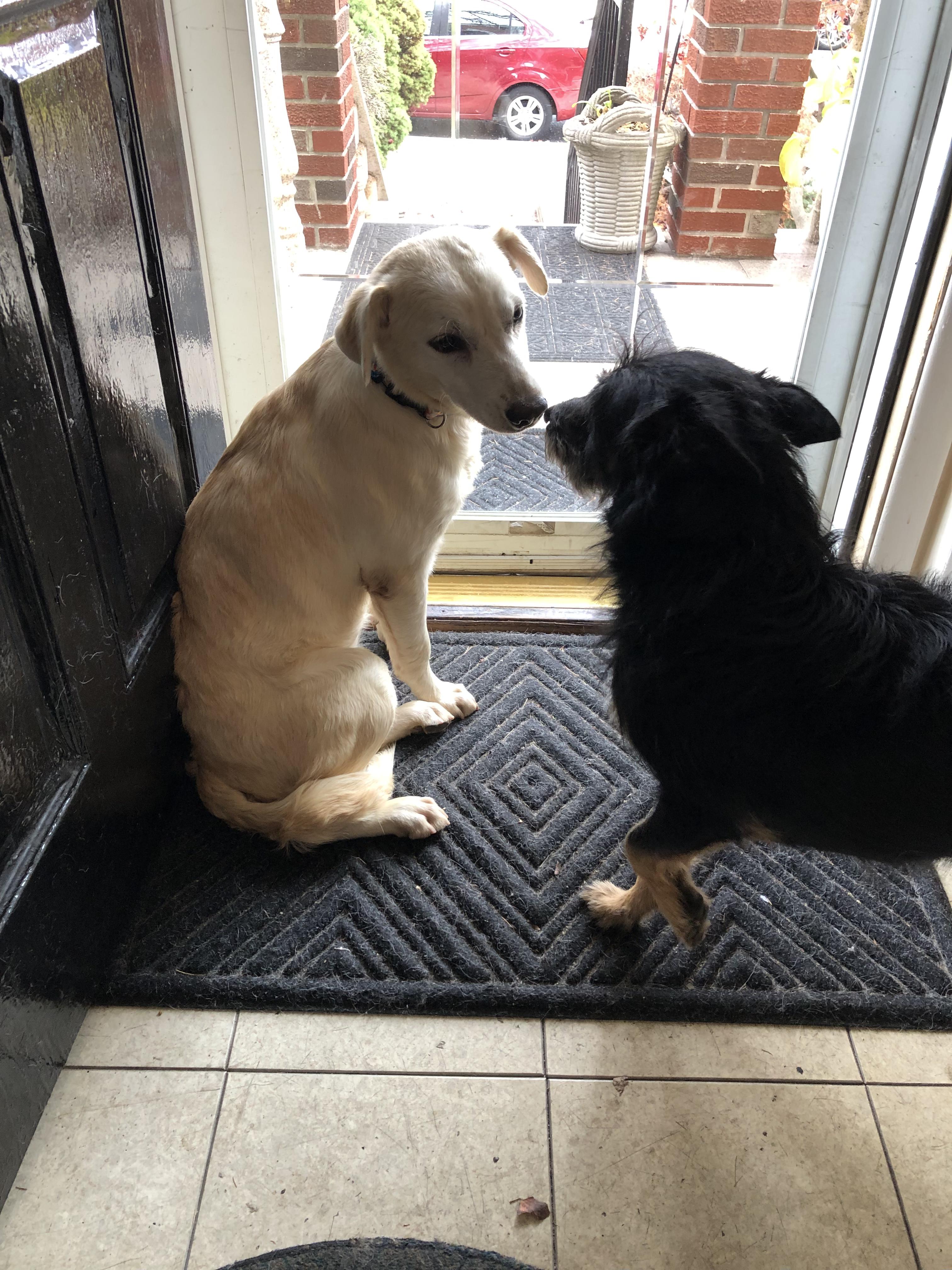 Enlarge Oliver, an adoption pending mixed breed in Middletown, NY image 6/6