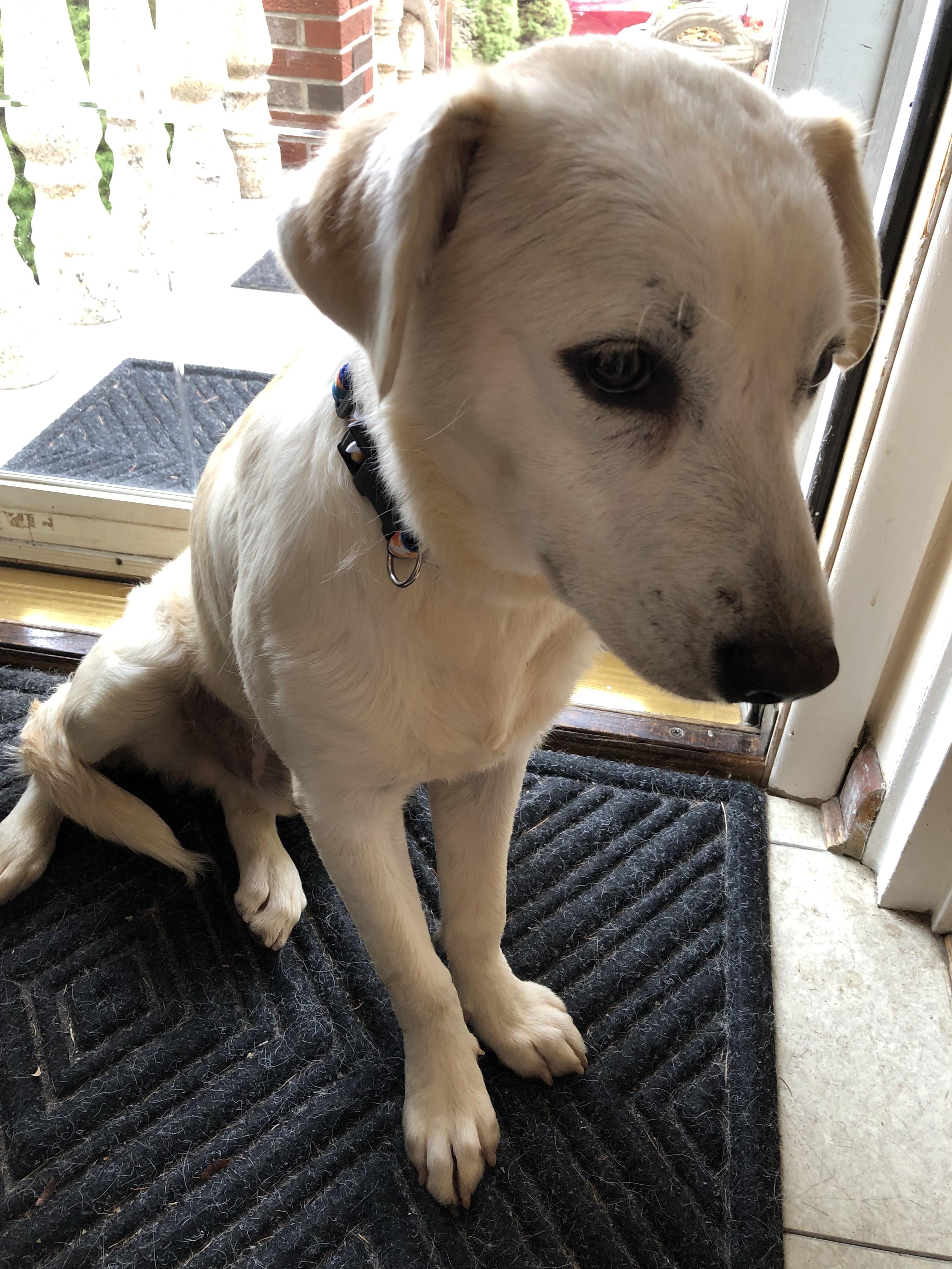 Enlarge Oliver, an adoption pending mixed breed in Middletown, NY image 4/6