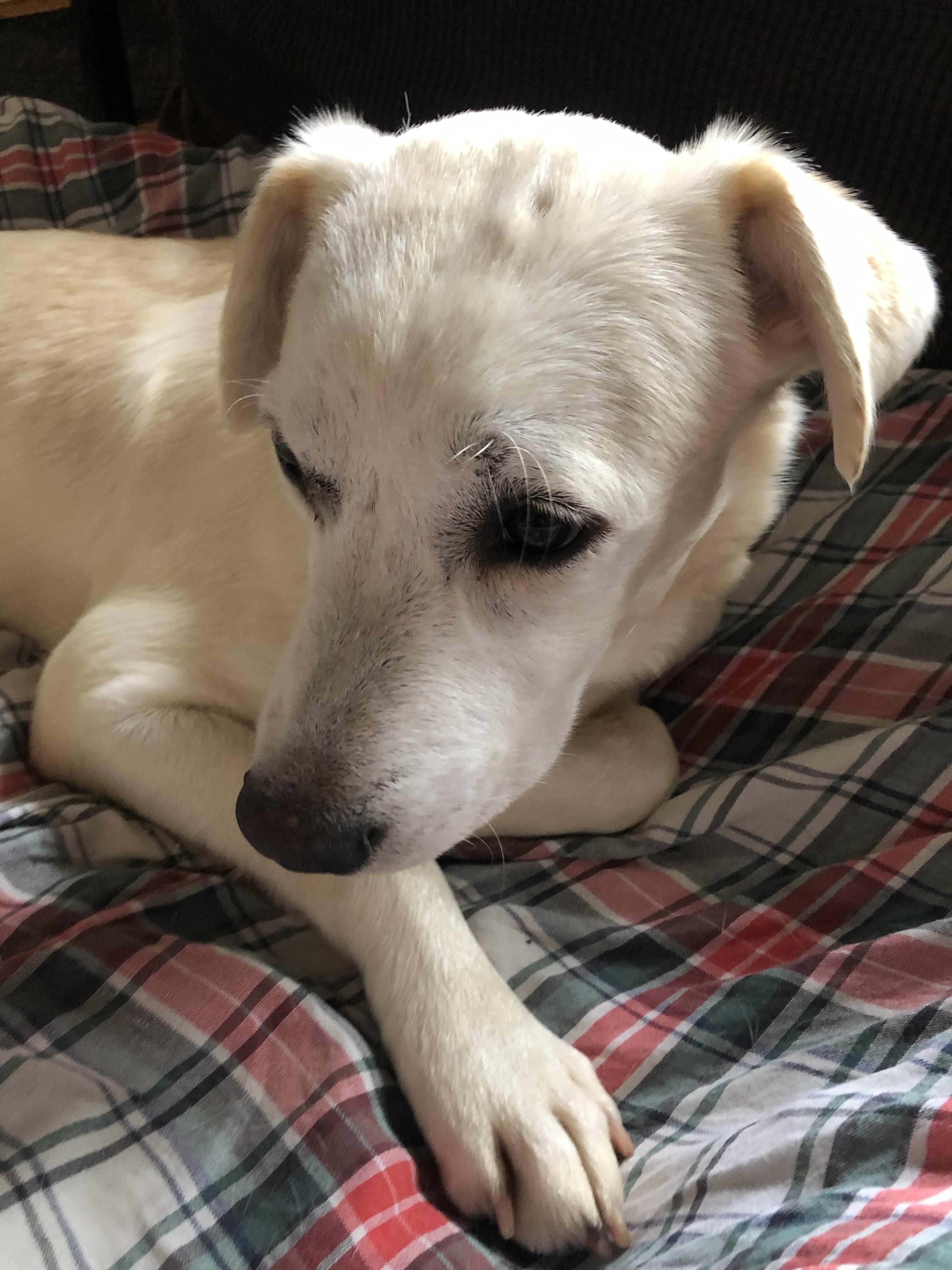 Enlarge Oliver, an adoption pending mixed breed in Middletown, NY image 5/6