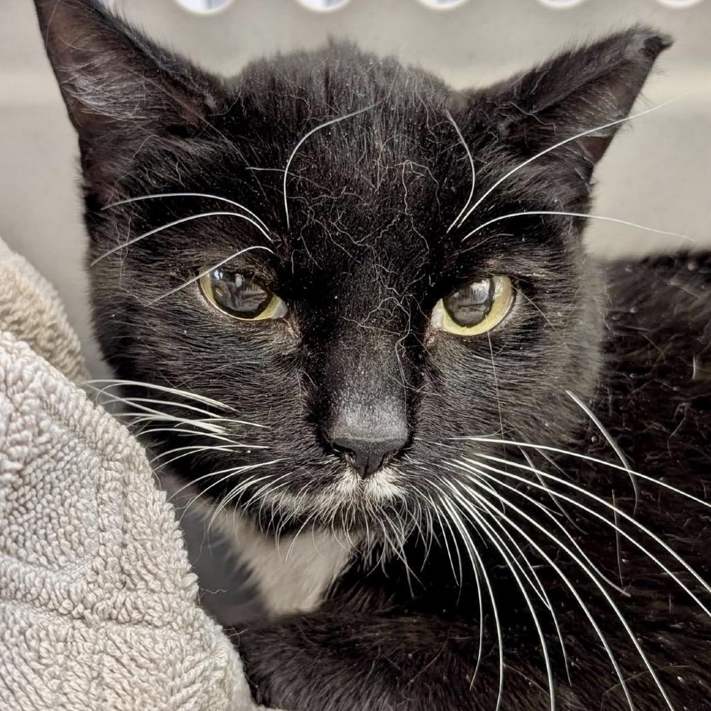 Enlarge Boots, a Adoptable Domestic Short Hair in Grantsville, UT image 1/1