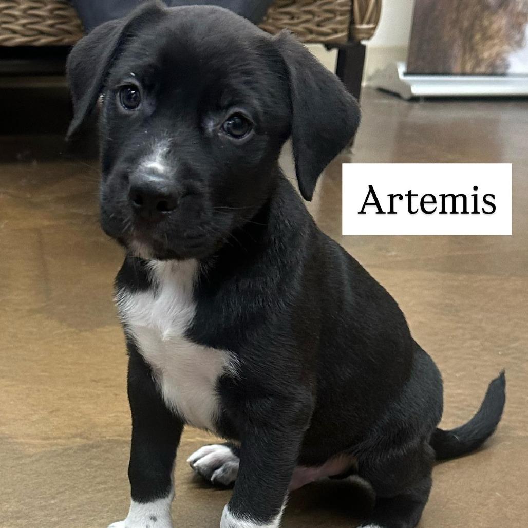 Enlarge Artemis, a Adoptable Pit Bull Terrier in Blaine, MN image 1/1