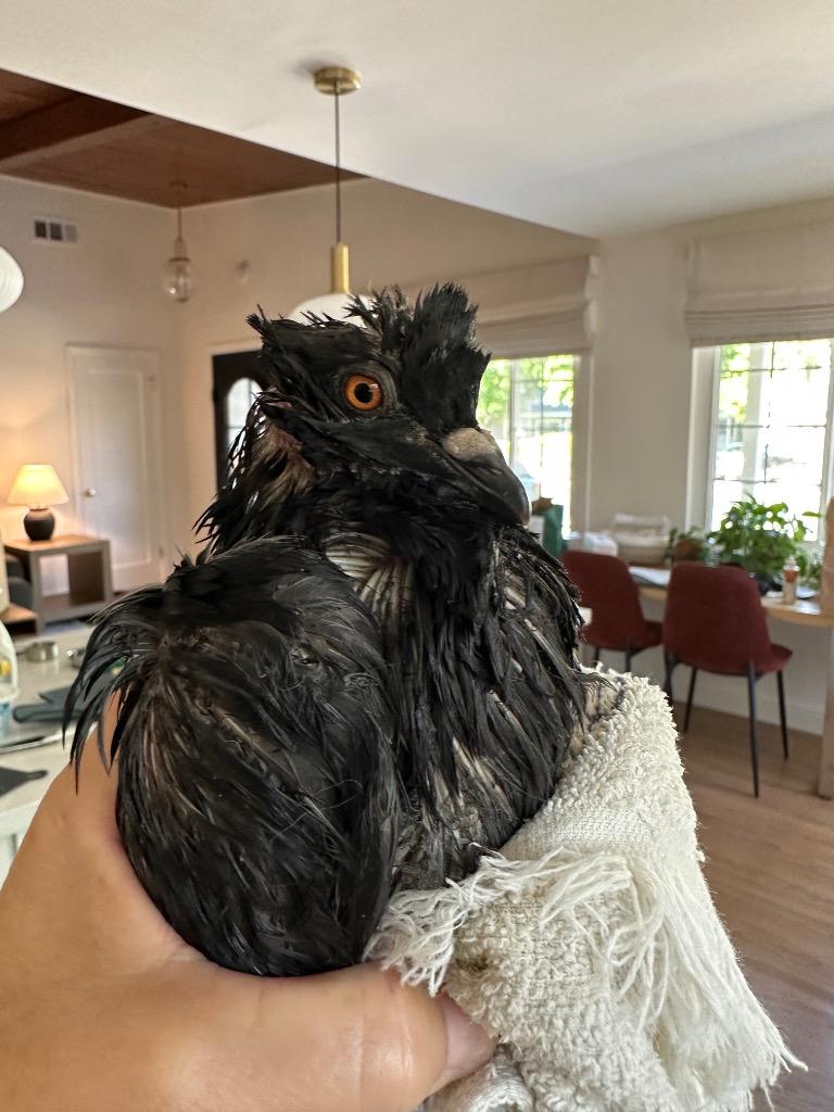 Sammy, Adoptable, Young Male Pigeon.