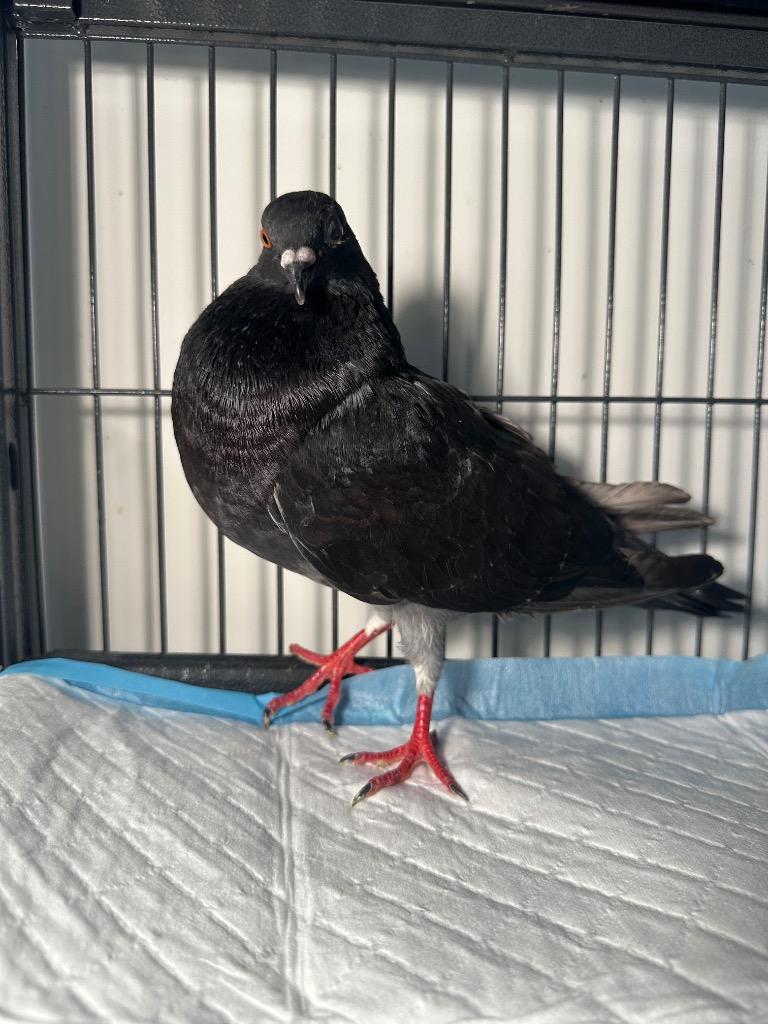 Sammy, a Adoptable Pigeon in San Francisco, CA image 2/2