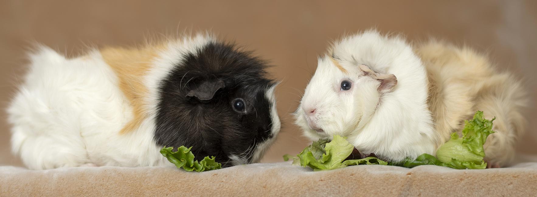 Enlarge Cookie and Monster, a ADOPTABLE Abyssinian in Chicago, IL image 4/4
