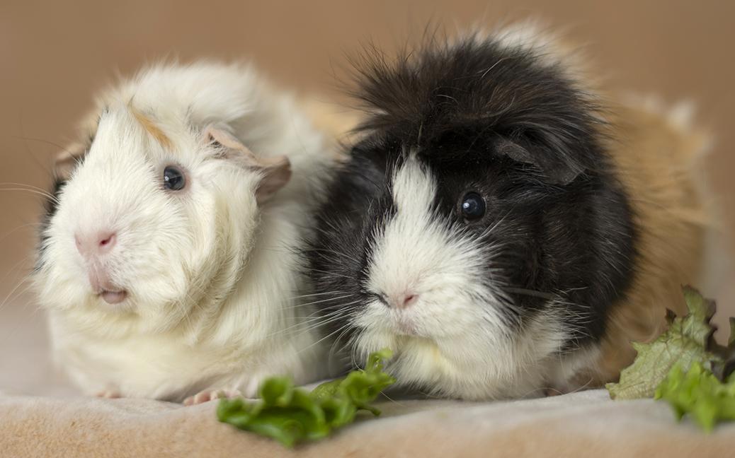 Enlarge Cookie and Monster, a ADOPTABLE Abyssinian in Chicago, IL image 2/4