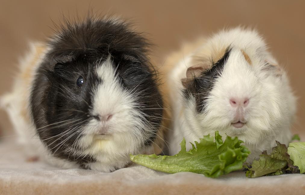 Enlarge Cookie and Monster, a ADOPTABLE Abyssinian in Chicago, IL image 1/4