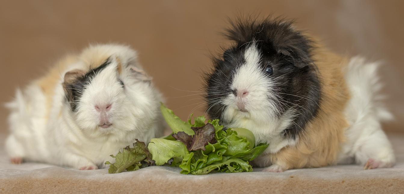 Enlarge Cookie and Monster, a ADOPTABLE Abyssinian in Chicago, IL image 3/4