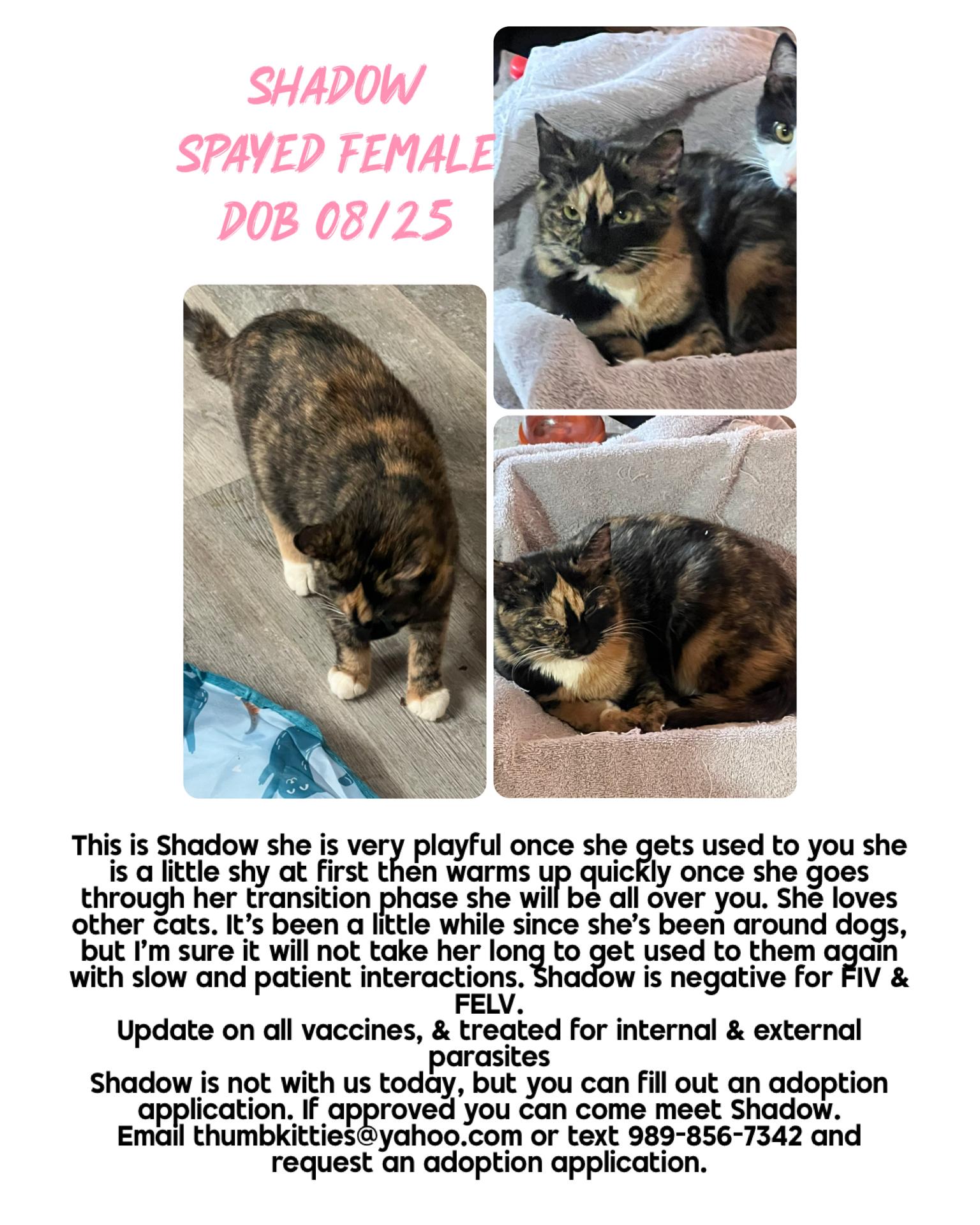 Enlarge Shadow, an adopted Domestic Short Hair in Caseville, MI image 1/1