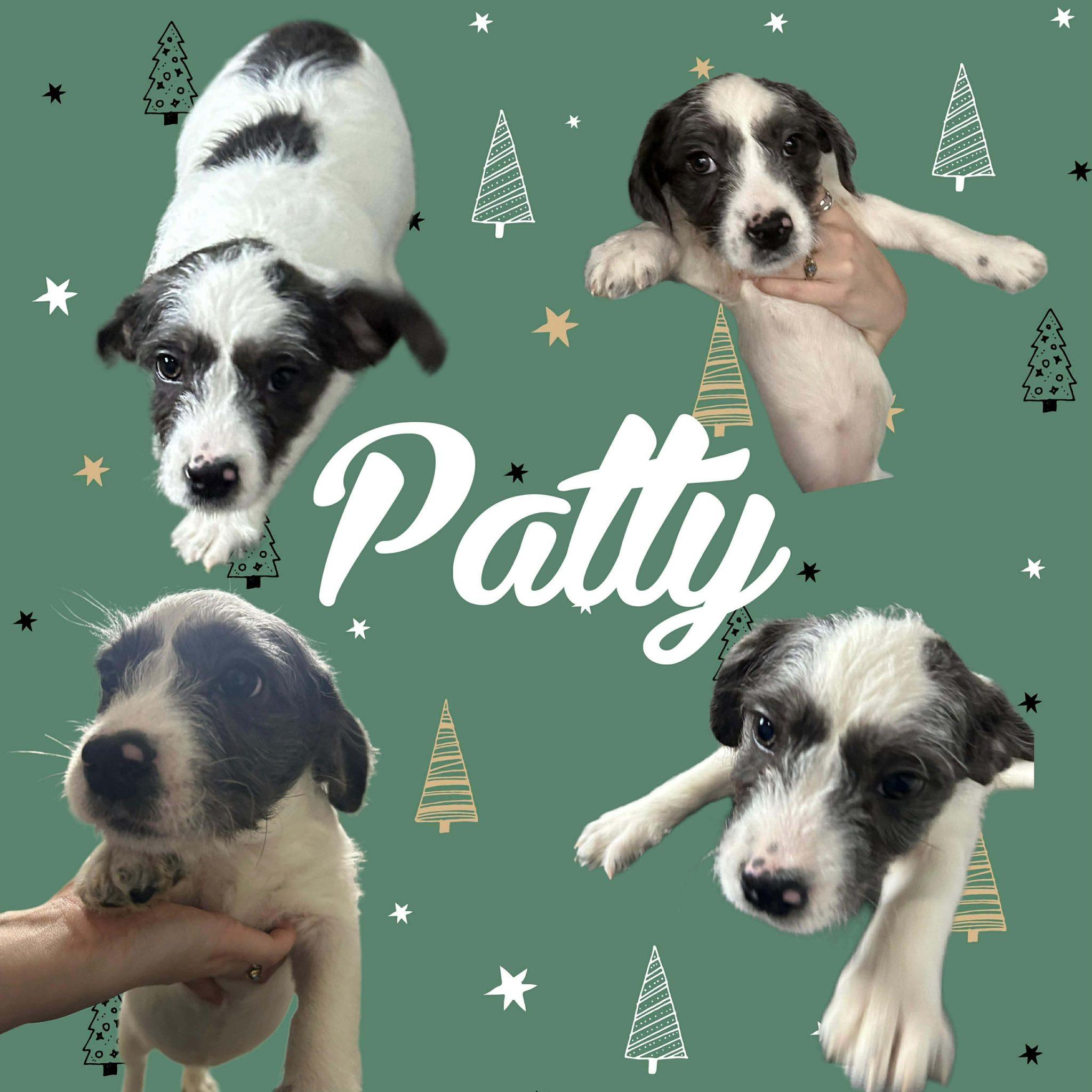 Patty, ADOPTABLE, Puppy Female Shih Tzu.