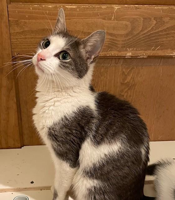 Haven (LE), a Adoptable Domestic Short Hair in Little Falls, NJ image 1/3