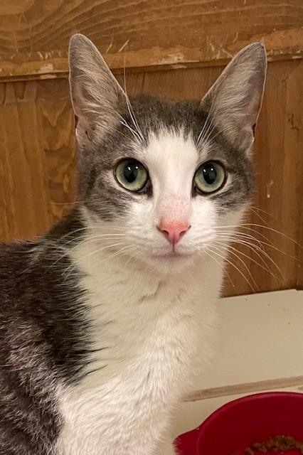 Haven (LE), a Adoptable Domestic Short Hair in Little Falls, NJ image 2/3